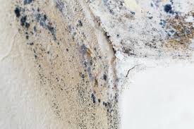 Environmental Consulting for Mold Prevention in Saukville, WI